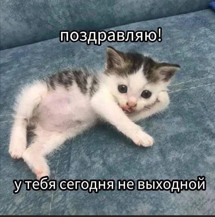 Ежедневный Котёнок