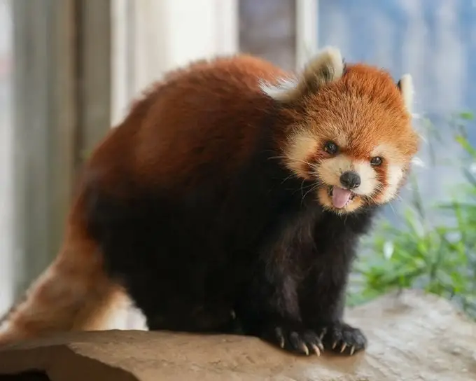 Daily Dose of Red Panda