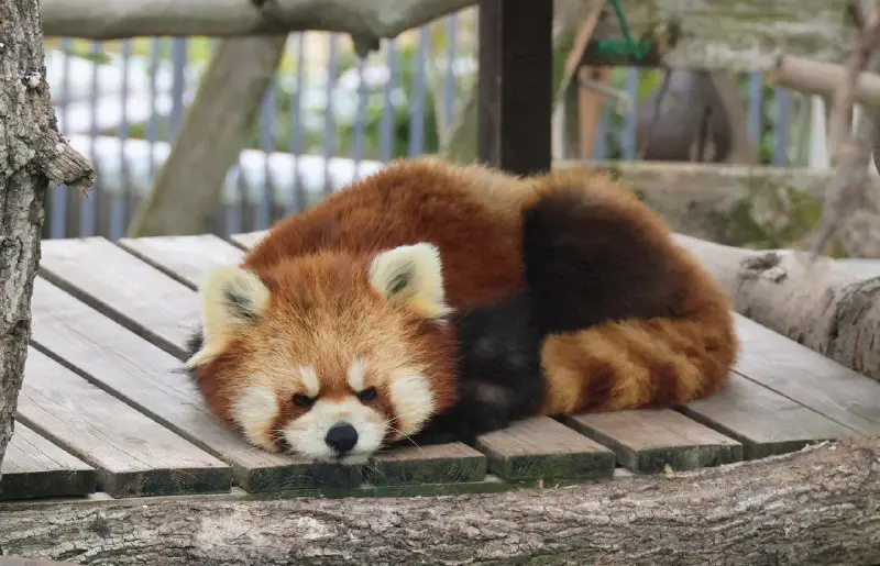 Daily Dose of Red Panda