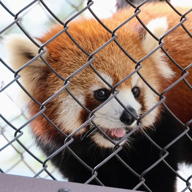 Daily Dose of Red Panda