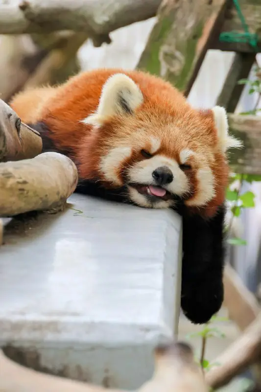 Daily Dose of Red Panda