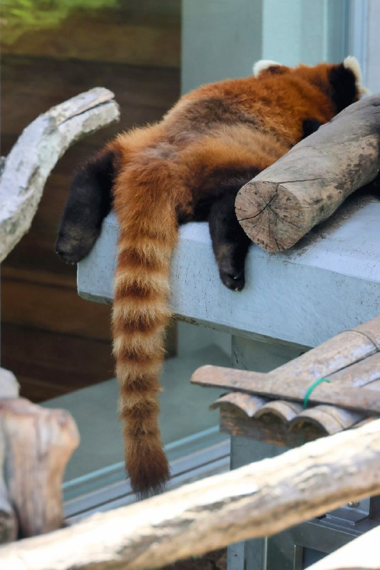 Daily Dose of Red Panda