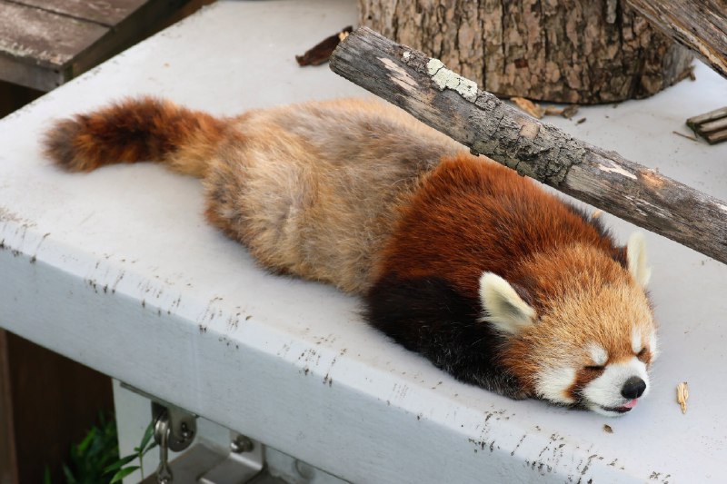 Daily Dose of Red Panda