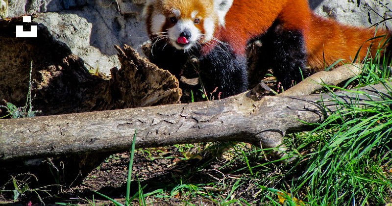 Daily Dose of Red Panda