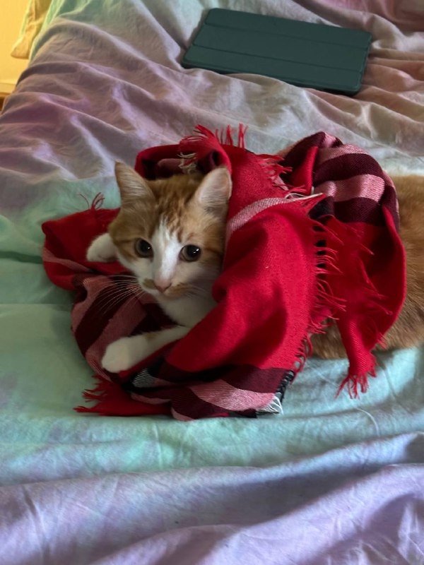 babúshka