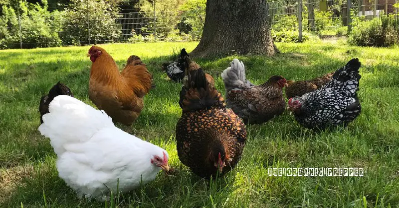 Want to get started with chickens but don’t know which kind to pick? Here are our takes on the five …