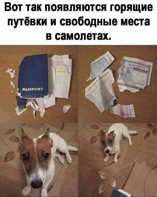 Дайте кошке слово!