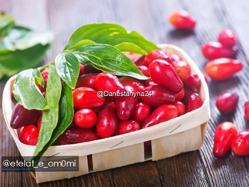 از مهم‌ترین خواص زغال اخته برای …