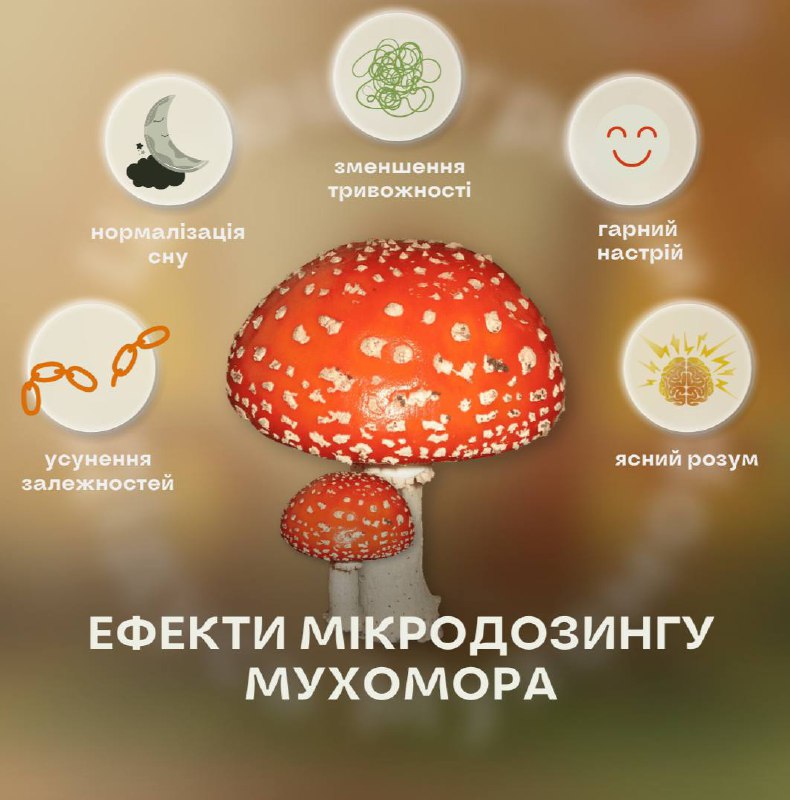 **Ефекти червоного мухомора ***🍄*****