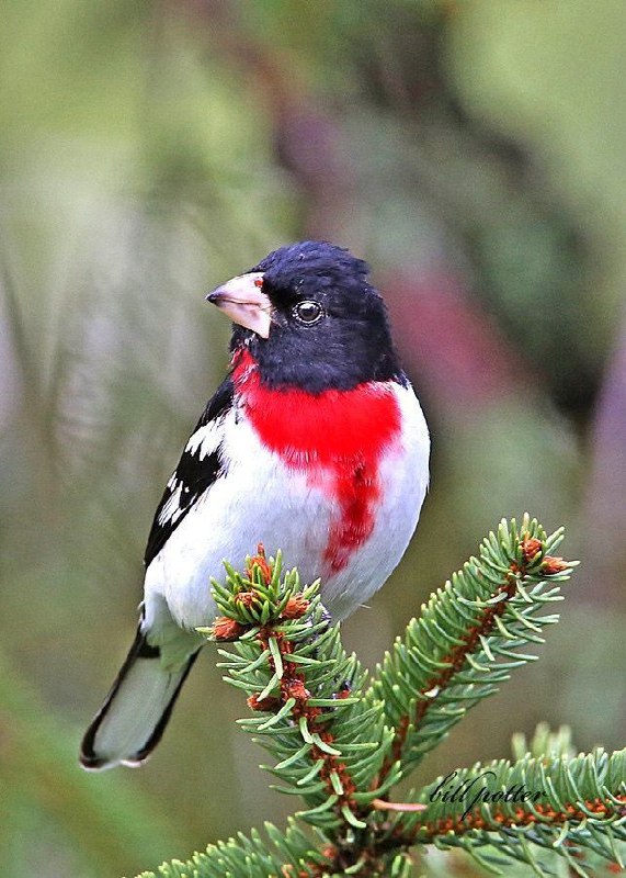 Rose breasted Grosbeak