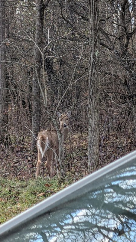 Deerposts