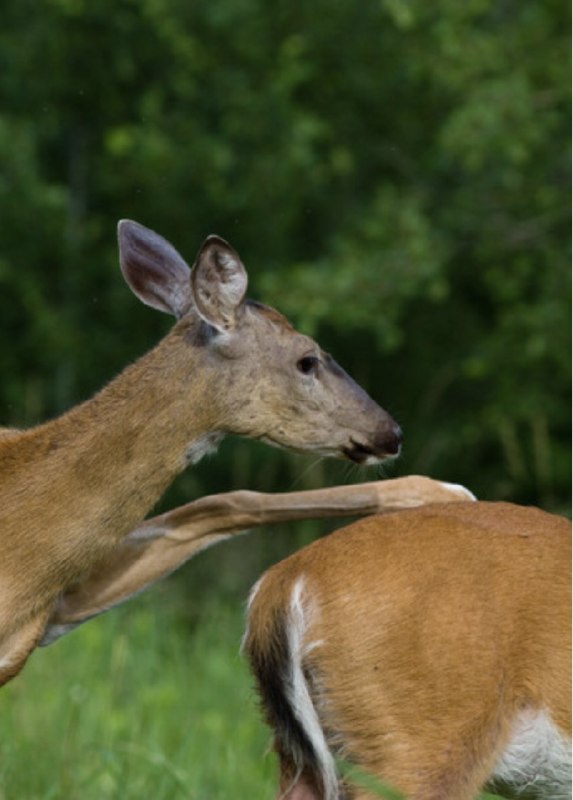 Deerposts