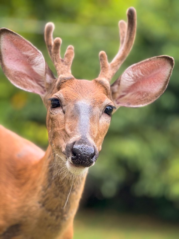 Deerposts