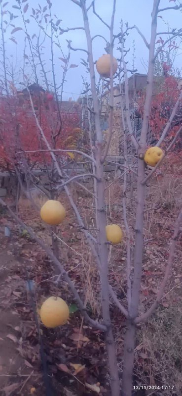 ...من قووووول داده ام ....! که …