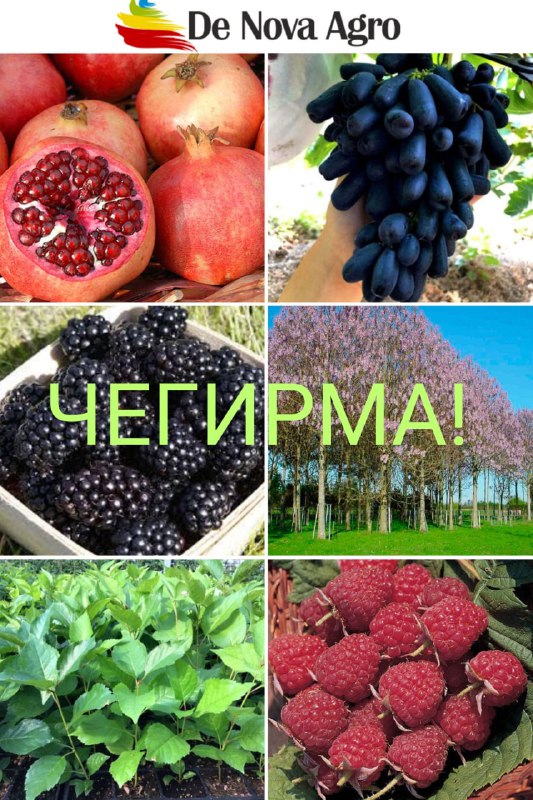 Ўзбекистонда илк бор «De Nova Agro» …