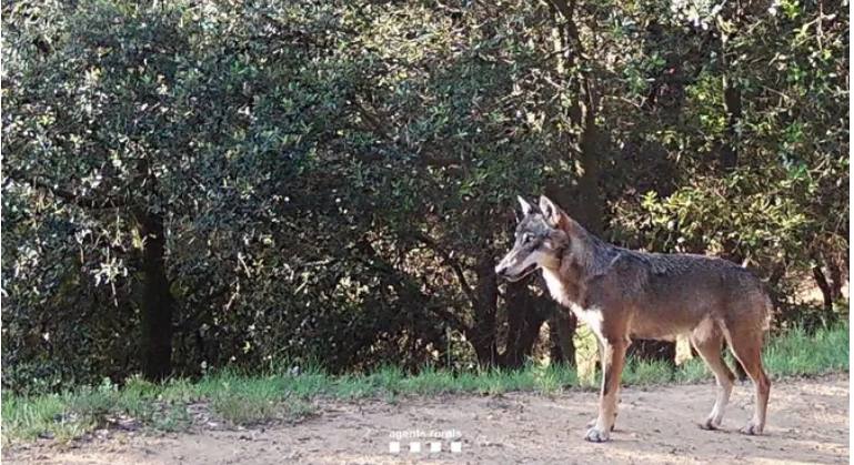 ***📢*** **Nova observació de llops a …