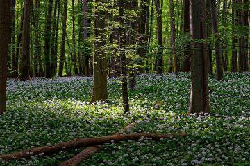 **Leipzig: Russische Banden plündern heimische Wälder …