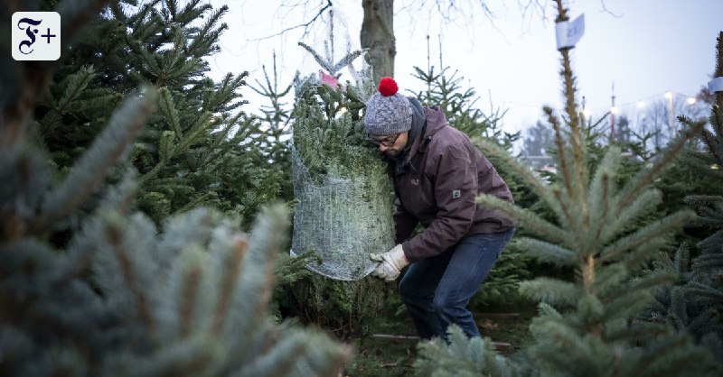 Weihnachtsbäume sind ein Hotspot der Biodiversität