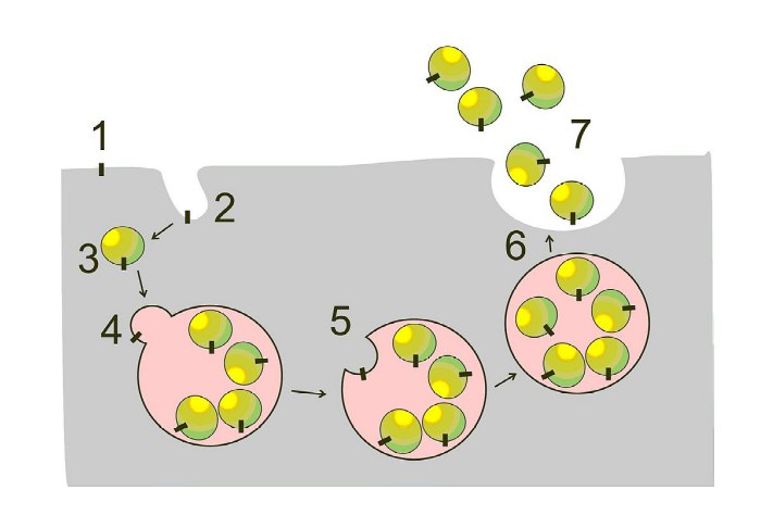 *Shedding (Übertragung) von Corona-Impf-Spikes durch Studie …