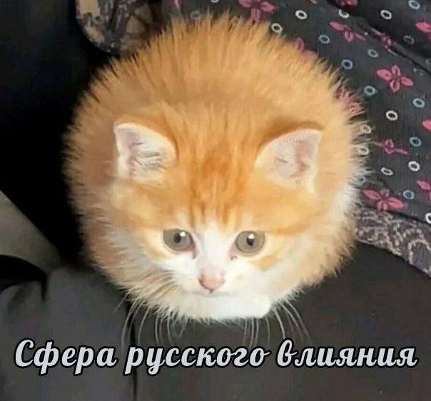 изребра