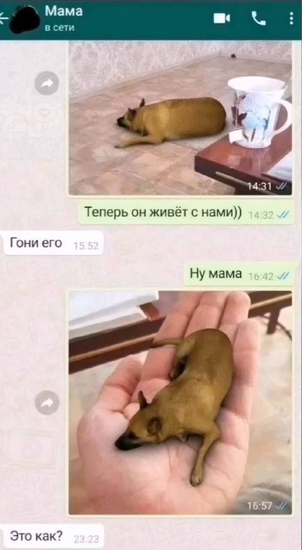 изребра