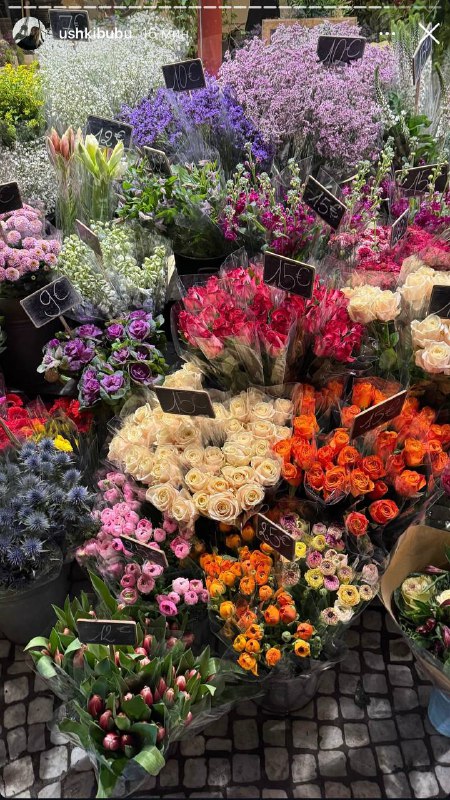 Директор Всего