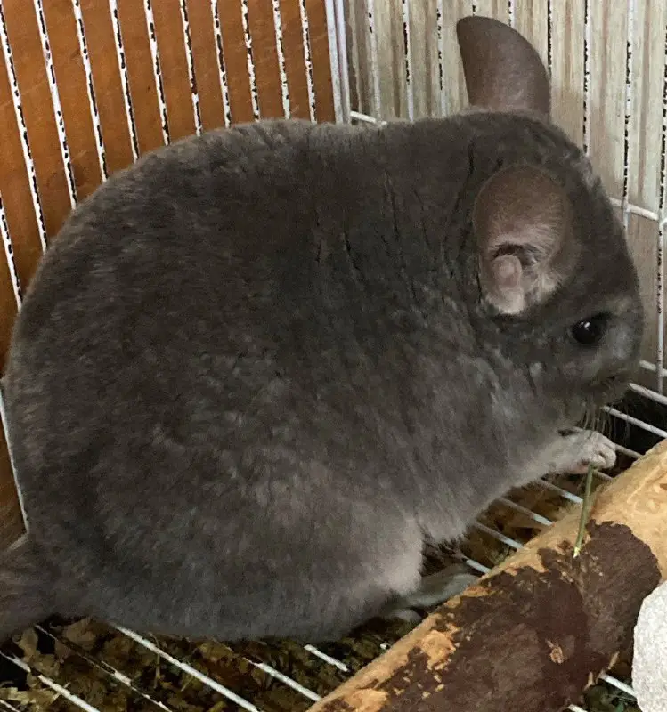 Diamond Chinchilla канал