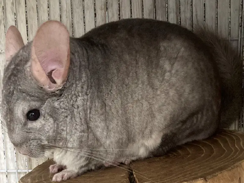 Diamond Chinchilla канал