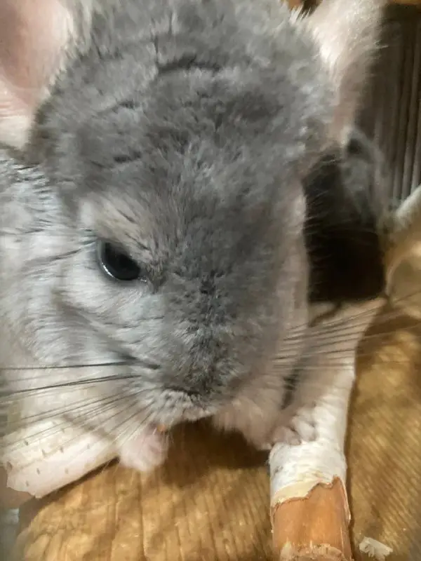 Diamond Chinchilla канал