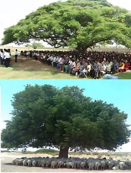 The importance of a single tree …