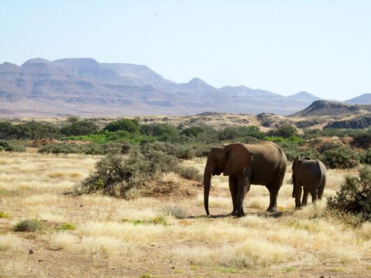 *****🌍******🐘*** Population of African elephants has …