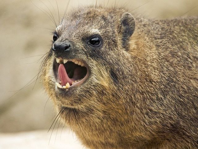 Даман/Hyrax