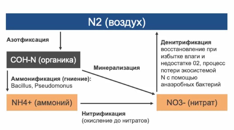 Вносим азот без агролаборатории. Формула Сергия …