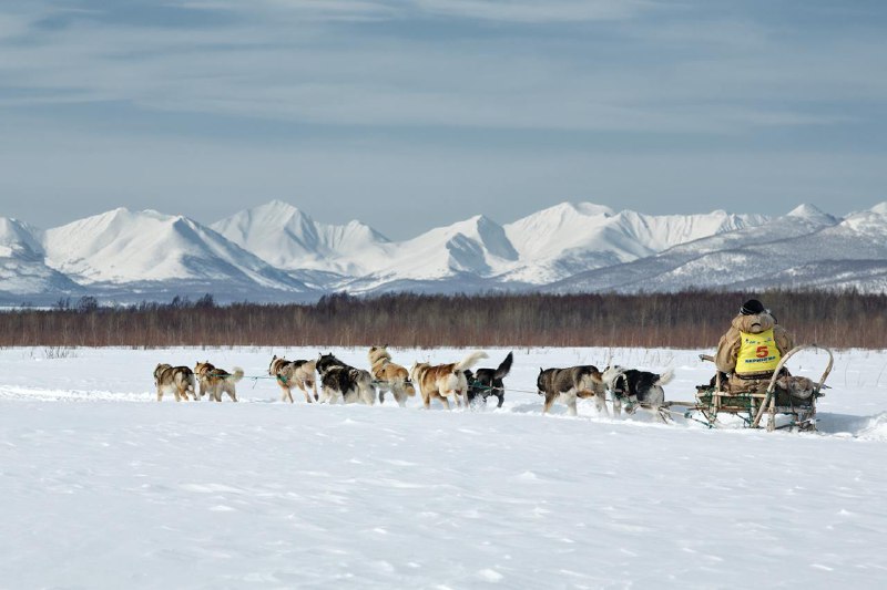 **Школ**а **каюра** ***🐕******🐕******🐕******🛷***