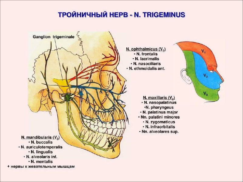 Картинка с веточками тройничного нерва для …