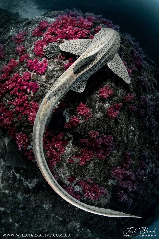 Leopard Shark