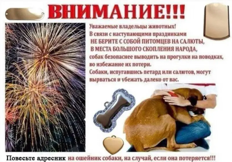 99 % собак от салюта впадают …