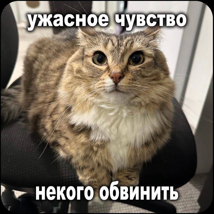 добрые мемы с котятами 🐯