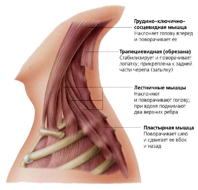 ***📑*** ПОЧЕМУ НЕМЕЮТ РУКИ ?