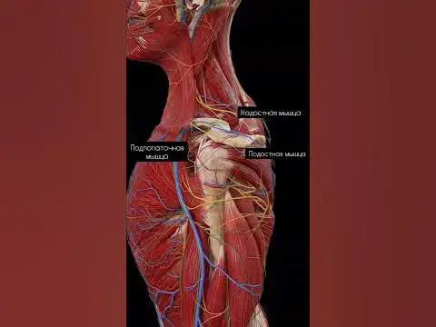 ***📖*** Основные мышцы в области плеча.