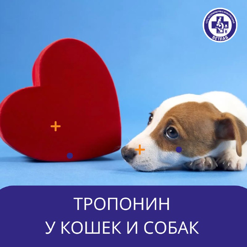 ***👀*** ***🐕******🐈*** Тропонин у кошек и …