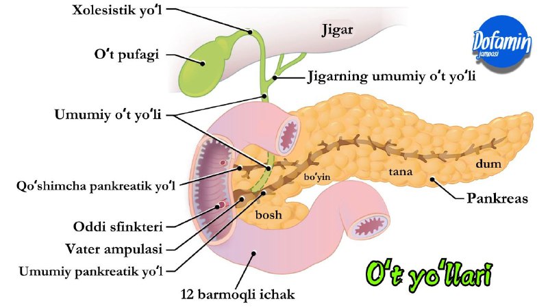 ***?*****Ushbu animatsion rasmda o‘t yo‘llari va …