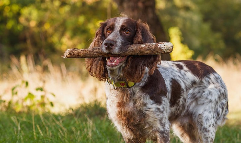 *****🐶*** Что делать, если ваша собака …