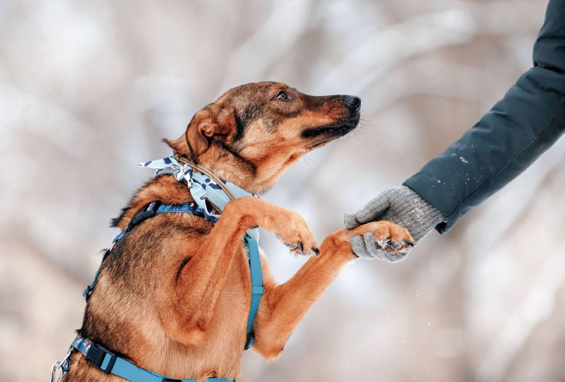 DOG_TIME__💙