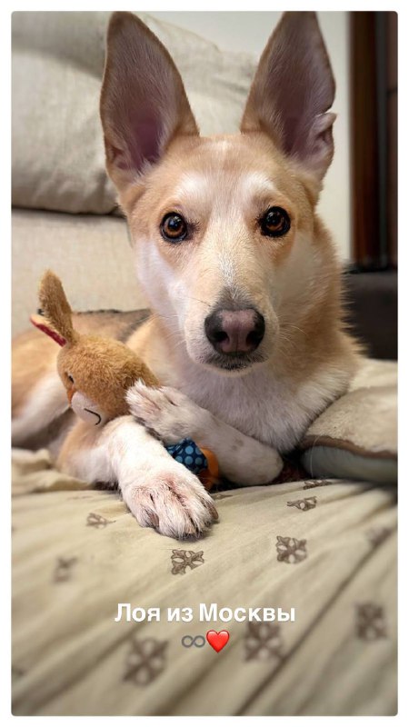 DOG_TIME__💙