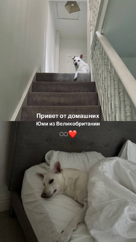 DOG_TIME__💙