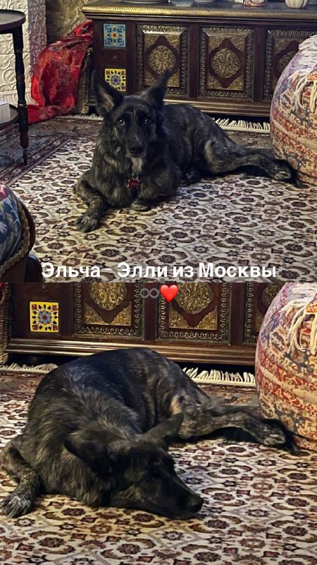 DOG_TIME__💙