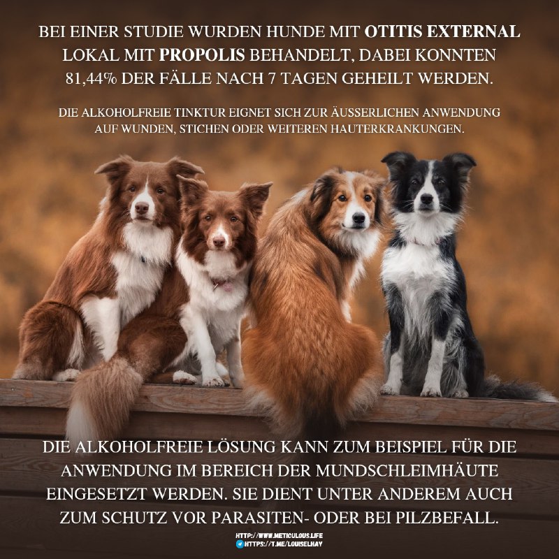 ***🐕*** **Anwendung von Propolis in der …