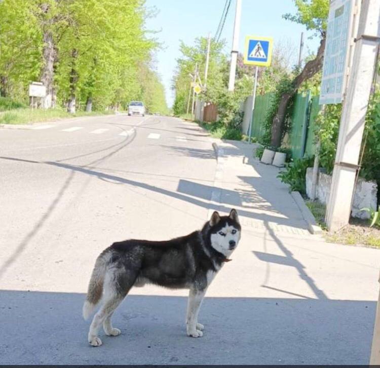 Хаски мальчик бегает в посёлке Пригородном …