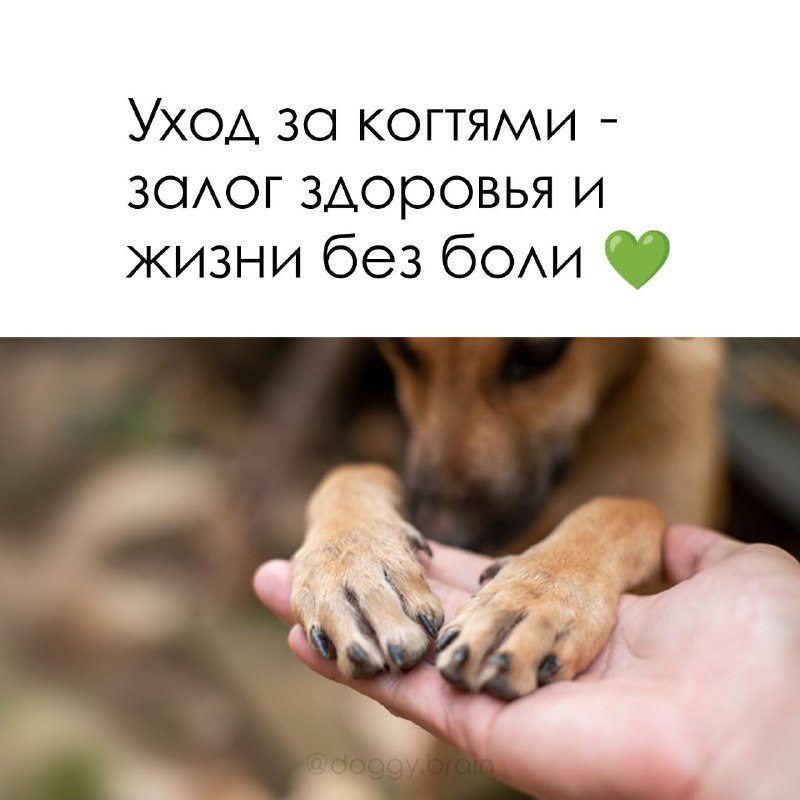 Собачка головного мозга 💚 Doggy Brain